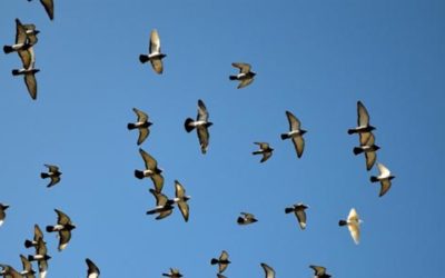 Dogged misunderstandings, differences of opinion and candid advice in pigeon racing