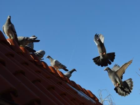 Riddles in pigeon racing