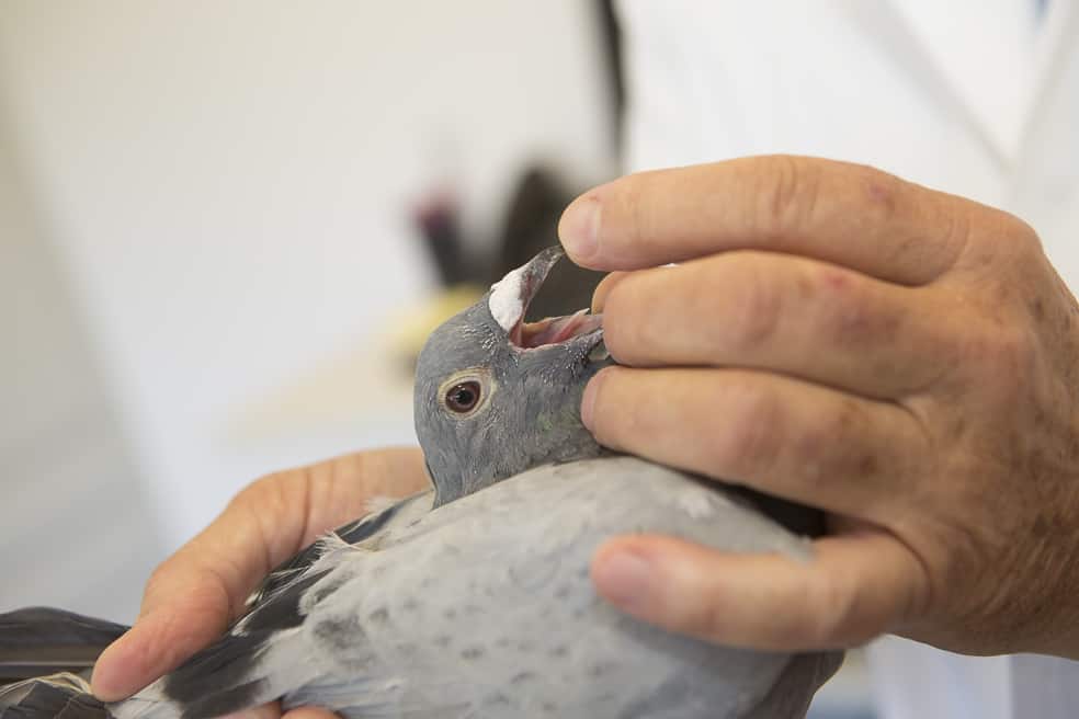 Aspergillosis in pigeons